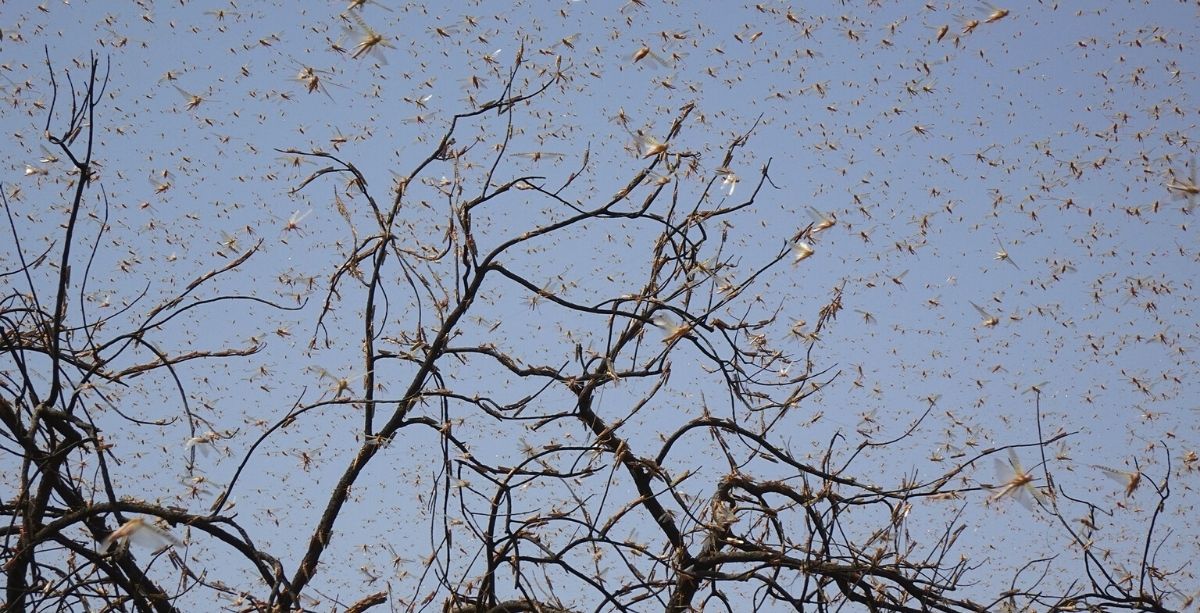Lebanese Agriculture Ministry Teams On Alert As Locust Swarms Approach